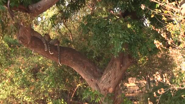 Dois leopardos jovens descansando na árvore no Parque Nacional Chobe — Vídeo de Stock