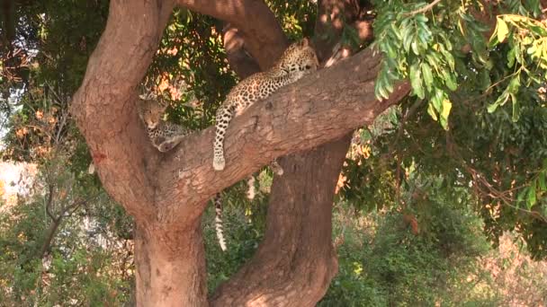 Два молодых леопарда отдыхают на дереве в Национальном парке Чобе — стоковое видео