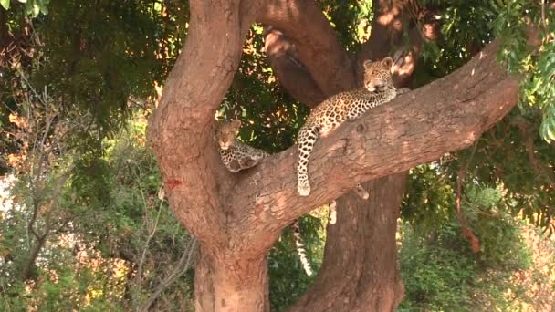 Dois leopardos jovens descansando na árvore no Parque Nacional Chobe — Vídeo de Stock
