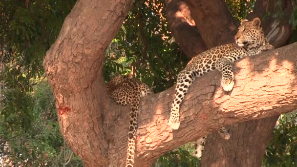 Dois leopardos jovens descansando na árvore no Parque Nacional Chobe — Vídeo de Stock