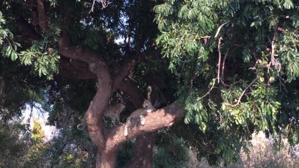 Leopárd a Chobe Nemzeti Park fáján — Stock videók