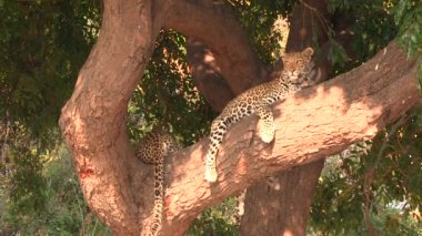 Chobe Ulusal Parkı 'ndaki ağaçta dinlenen iki genç leopar.