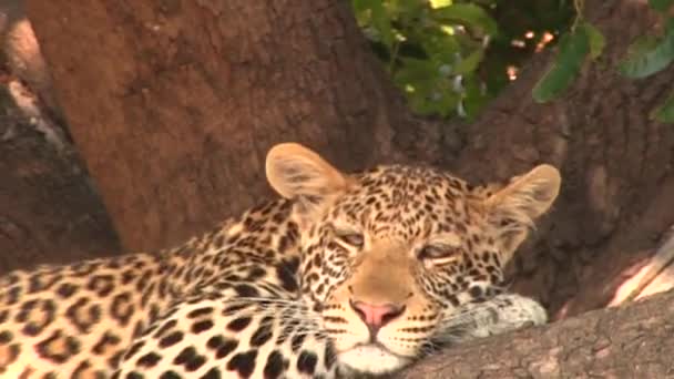 Leopardo na árvore no Parque Nacional Chobe — Vídeo de Stock