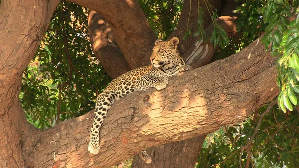 Fiatal leopárd pihen a Chobe Nemzeti Park fáján — Stock Fotó