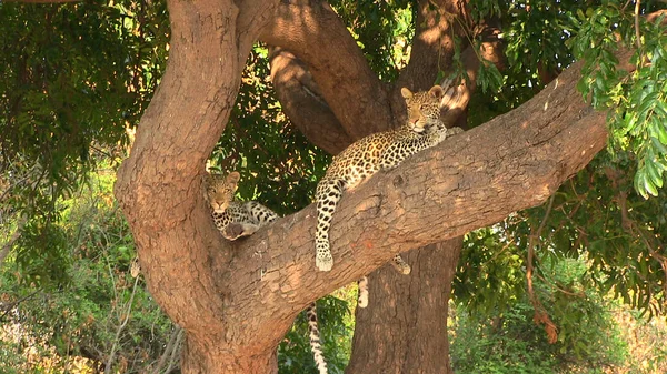 Néhány fiatal leopárd pihen a Chobe Nemzeti Park fáján. — Stock Fotó