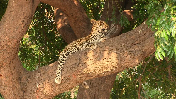 Jovem leopardo descansando na árvore no Parque Nacional Chobe — Fotografia de Stock