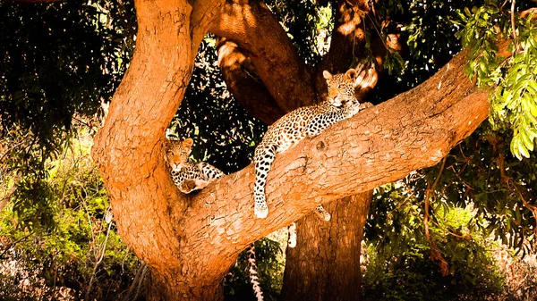 Pár mladých leopardů odpočívá na stromě v národním parku Chobe — Stock fotografie