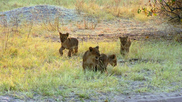 Négy oroszlánkölyök sétál a botswanai Chobe Nemzeti Parkban. — Stock Fotó