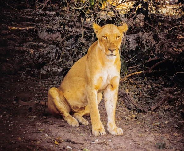 Mladý lev odpočívající v národním parku Chobe, Botswana — Stock fotografie