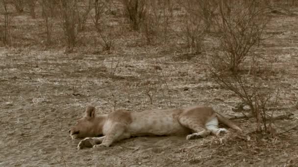 La giornata con i leoni nel Parco Nazionale del Coro, Botswana — Video Stock