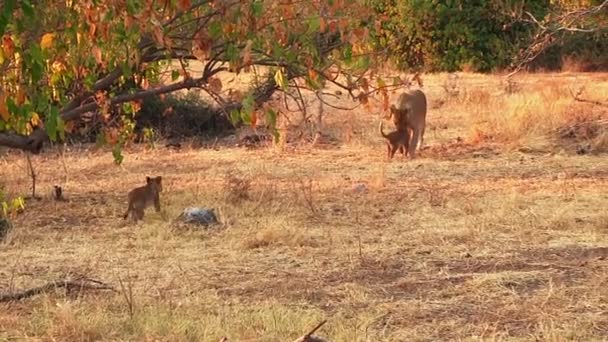 Lvice s mláďaty procházející se v národním parku Chobe, Botswana — Stock video