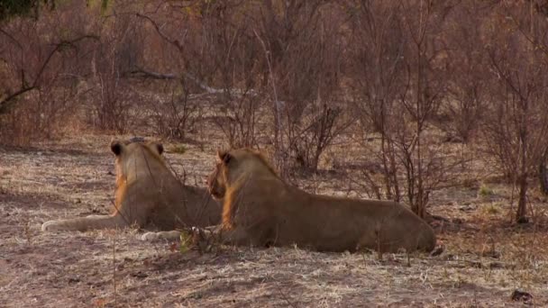 La giornata con i leoni nel Parco Nazionale del Coro, Botswana — Video Stock