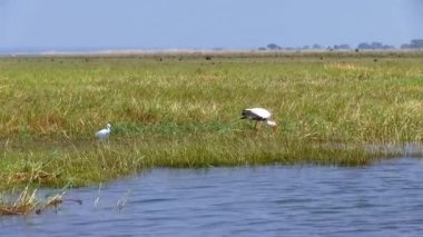 Afrika leyleği. Okavango Delta, Moremi Ulusal Parkı, Botswana.