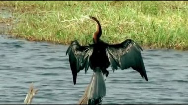 Okavango Delta, Moremi Ulusal Parkı, Botswana.
