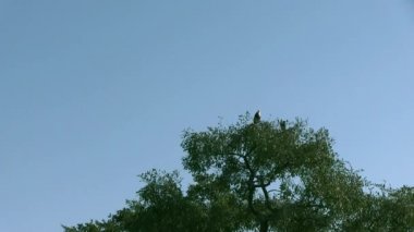 Afrika Balık Kartalları. Okavango Delta, Moremi Ulusal Parkı, Botswana.