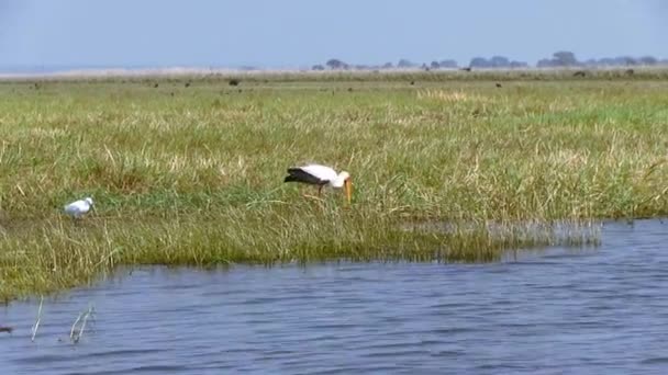 Cicogna africana. Delta dell'Okavango, Parco Nazionale Moremi, Botswana . — Video Stock