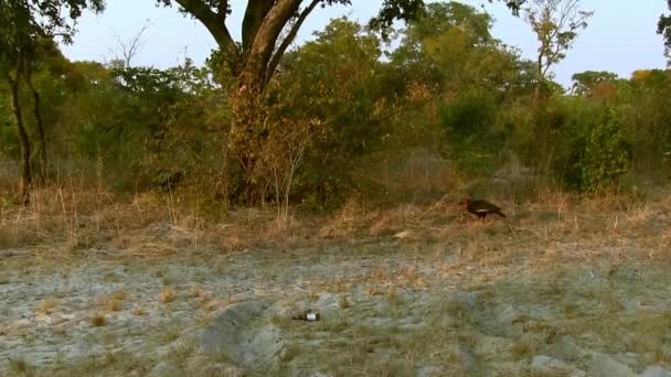 Ptáci v deltě Okavango, národní park Moremi, Botswana. — Stock video