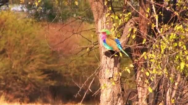 Lilac-Breasted Roller Vogel. Okavango Delta, Nationaal park Moremi, Botswana. — Stockvideo