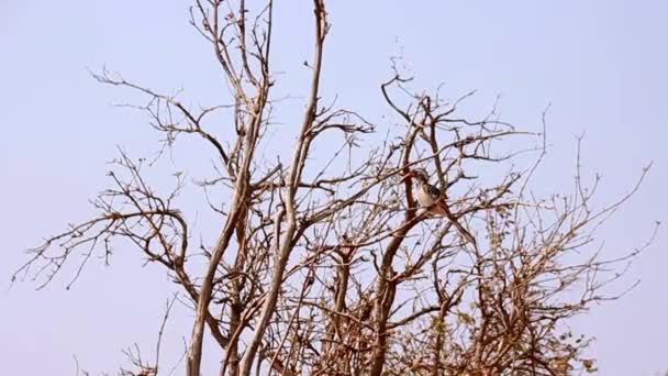 Redbell Hornbell vogel. Okavango Delta, Nationaal park Moremi, Botswana. — Stockvideo