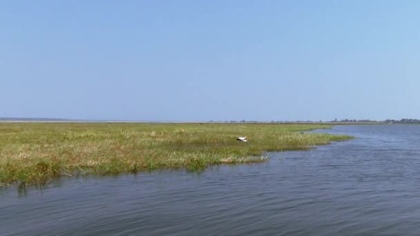 Okavango Delta, Moremi Ulusal Parkı, Botswana. — Stok video