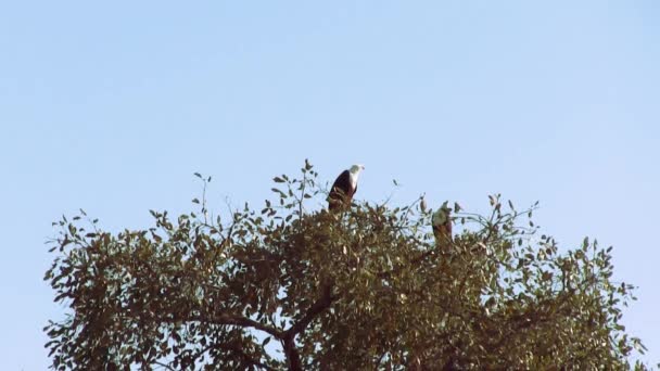 Afrikanische Fischadler. Okavango-Delta, Moremi-Nationalpark, Botsuana. — Stockvideo