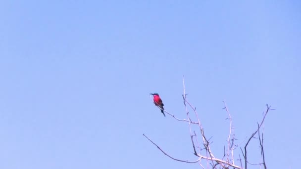 Птица-Пчелоед. Дельта Окаванго, Национальный парк Мореми, Ботсвана . — стоковое видео
