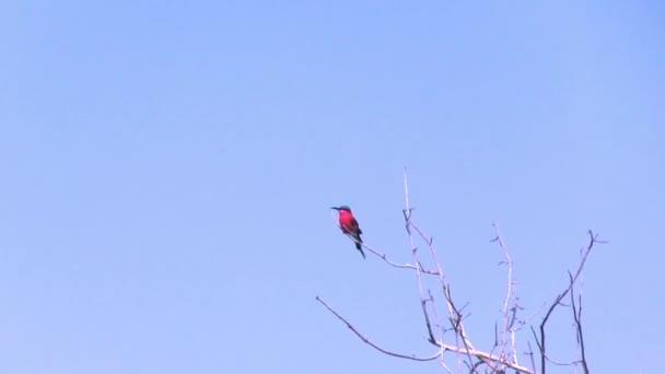 蜜蜂吃鸟。Okavango Delta, Moremi国家公园，博茨瓦纳. — 图库视频影像