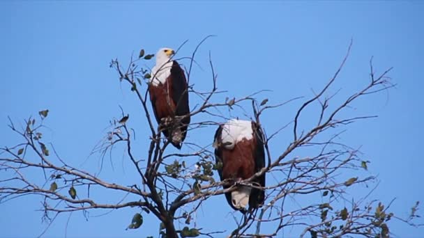 非洲鱼鹰。Okavango Delta, Moremi国家公园，博茨瓦纳. — 图库视频影像