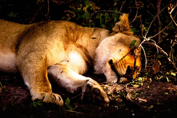 Botswana 'daki Chobe Ulusal Parkı' nda dinlenen genç bir aslan. — Stok fotoğraf