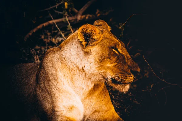 Ifjú oroszlán pihen a botswanai Chobe Nemzeti Parkban — Stock Fotó