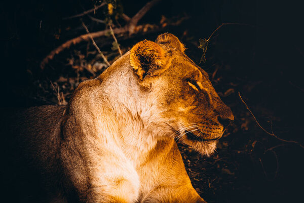 In Chobe National Park the chances of viewing lions in wild are extremely high
