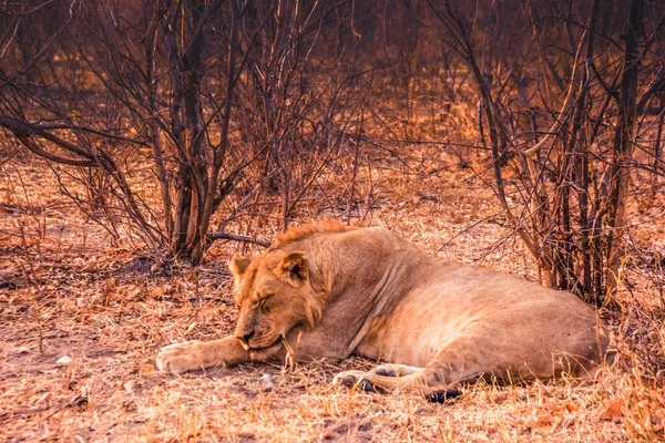 Botswana 'daki Chobe Ulusal Parkı' nda dinlenen genç bir aslan. — Stok fotoğraf