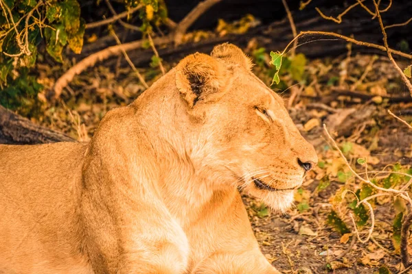 Botswana 'daki Chobe Ulusal Parkı' nda dinlenen genç bir aslan. — Stok fotoğraf