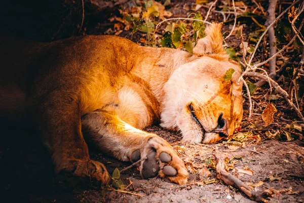 Mladý lev odpočívající v národním parku Chobe, Botswana — Stock fotografie