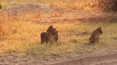Chobe Ulusal Parkı, Botswana 'da aslanların olduğu gün.