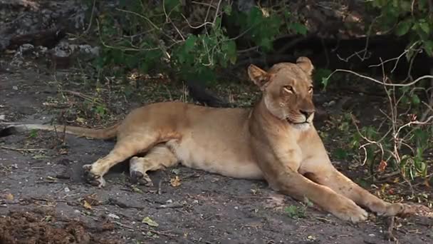 El día con leones en el Parque Nacional Chobe, Botsuana — Vídeos de Stock