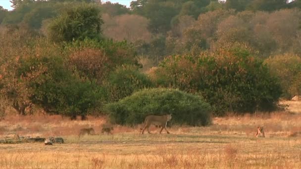 El día con leones en el Parque Nacional Chobe, Botsuana — Vídeos de Stock