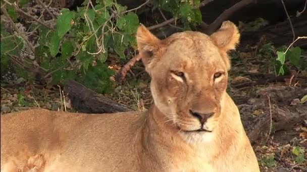 Hari dengan singa di Taman Nasional Chobe, Botswana — Stok Video