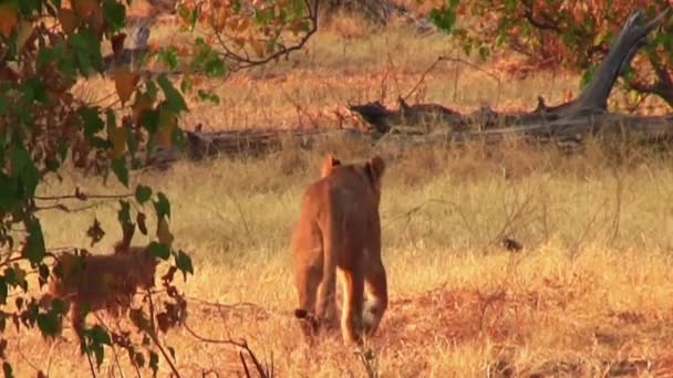 Yavruları olan dişi aslan Botswana 'da Chobe Ulusal Parkı' nda yürüyor. — Stok video