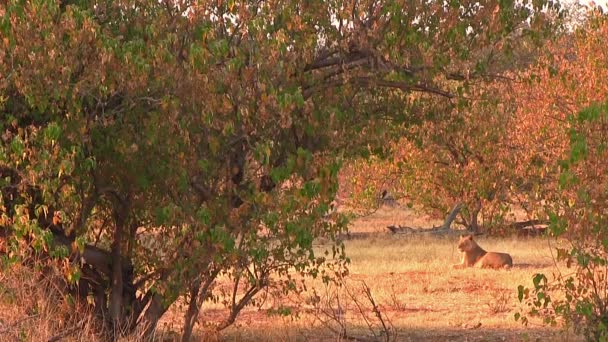 Ziua cu lei în Parcul Național Chobe, Botswana — Videoclip de stoc