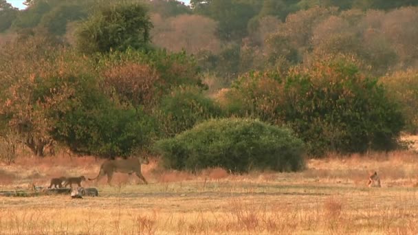 Yavruları olan dişi aslan Botswana 'da Chobe Ulusal Parkı' nda yürüyor. — Stok video