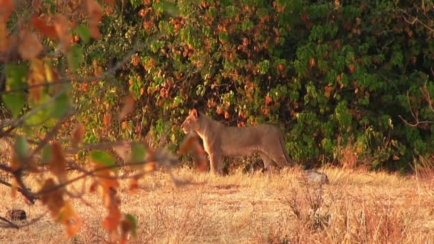 Lvice s mláďaty procházející se v národním parku Chobe, Botswana — Stock video