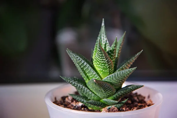 Bulanık bir arka planda sulu haworthia.
