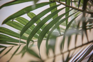 Tropik palmiye yeşili yapraklar, doğa arka planı.