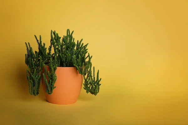 Grassy succulento in una pentola arancione su uno sfondo giallo . — Foto Stock