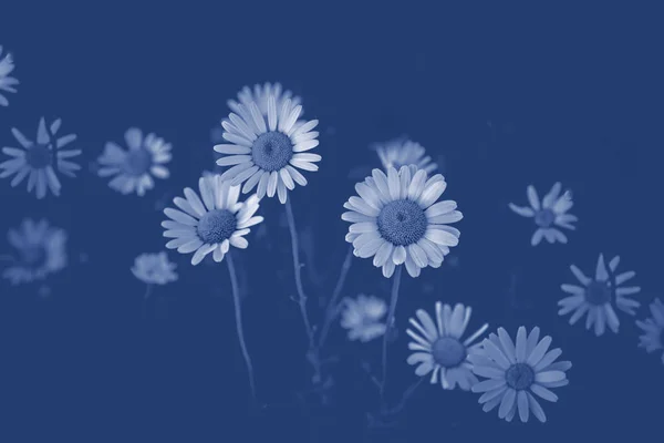 Årets färg 2020: Blå. Kamomill blommor på en gul bakgrund. — Stockfoto