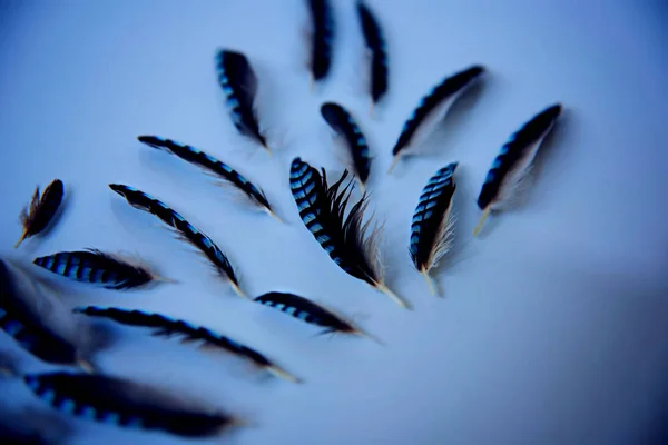 Plumas de Jay en tonos azules. Aplanado —  Fotos de Stock