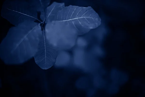 Hermosas ramas de escoria en tonos azules . — Foto de Stock