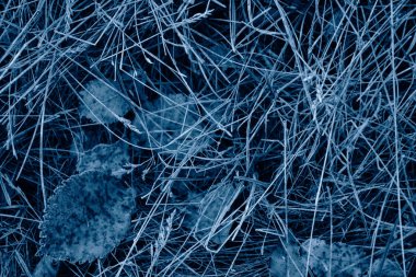 Donmuş çimenler ve yapraklar modaya uygun mavi tonda.