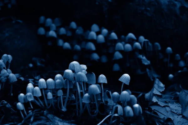 Small white poisonous toadstools in a trendy classic blue tone. — Stock Photo, Image